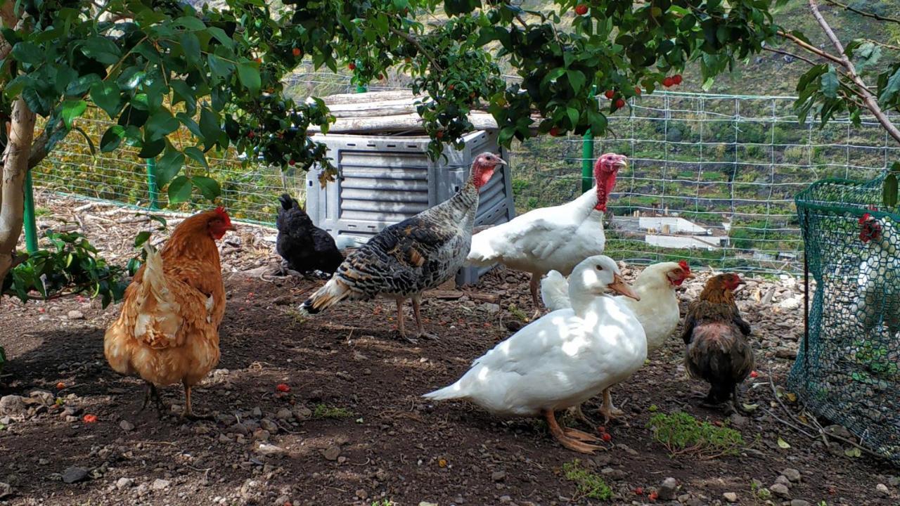 Farm stay Quinta Terezinha Ribeira Brava