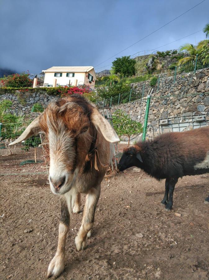 Quinta Terezinha * Ribeira Brava