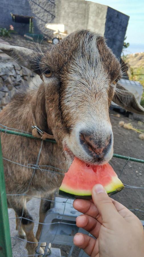 Quinta Terezinha Farm stay Ribeira Brava